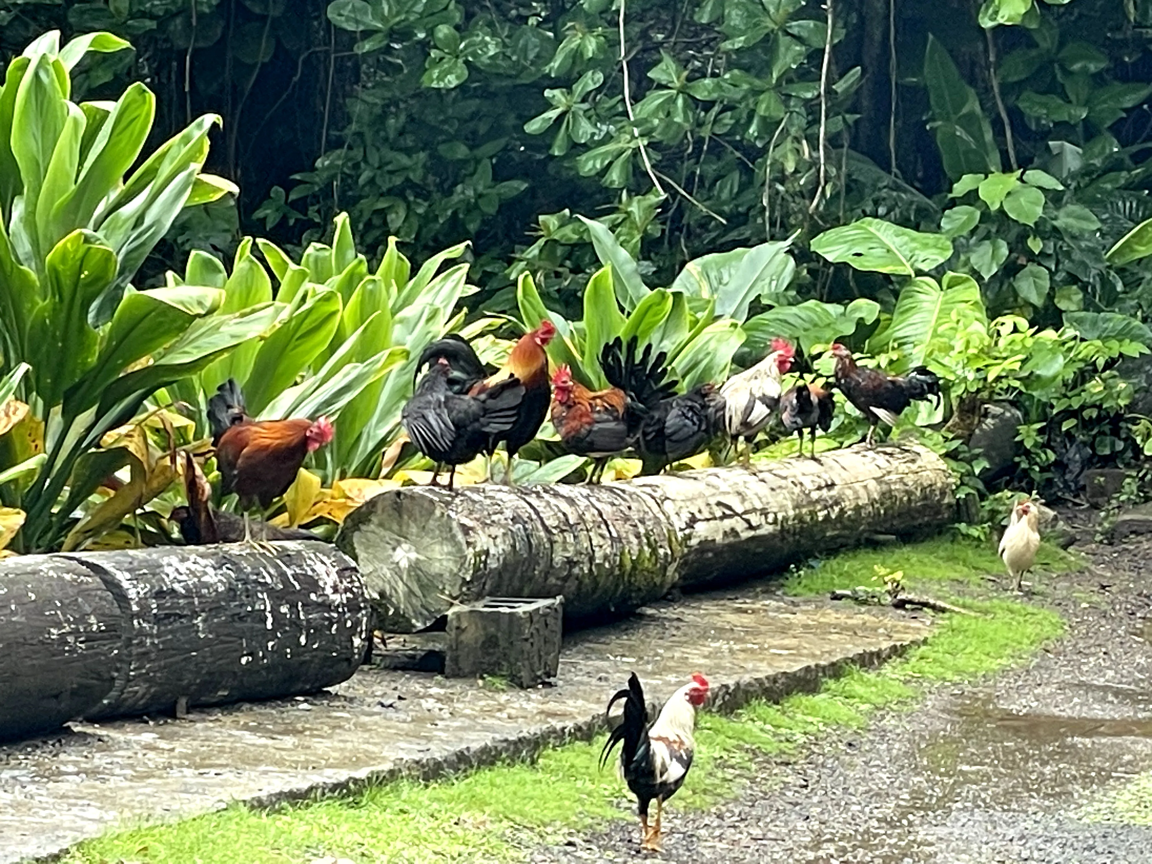 A bunch of rosters standing on a log surrounded by greenery.