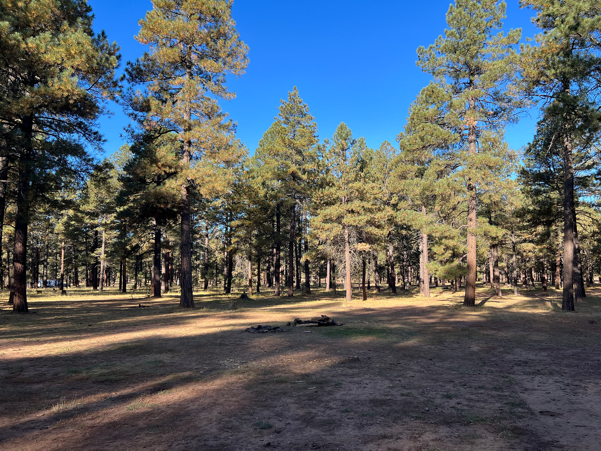 Pretty pine trees in the woods of northern Arizona. 