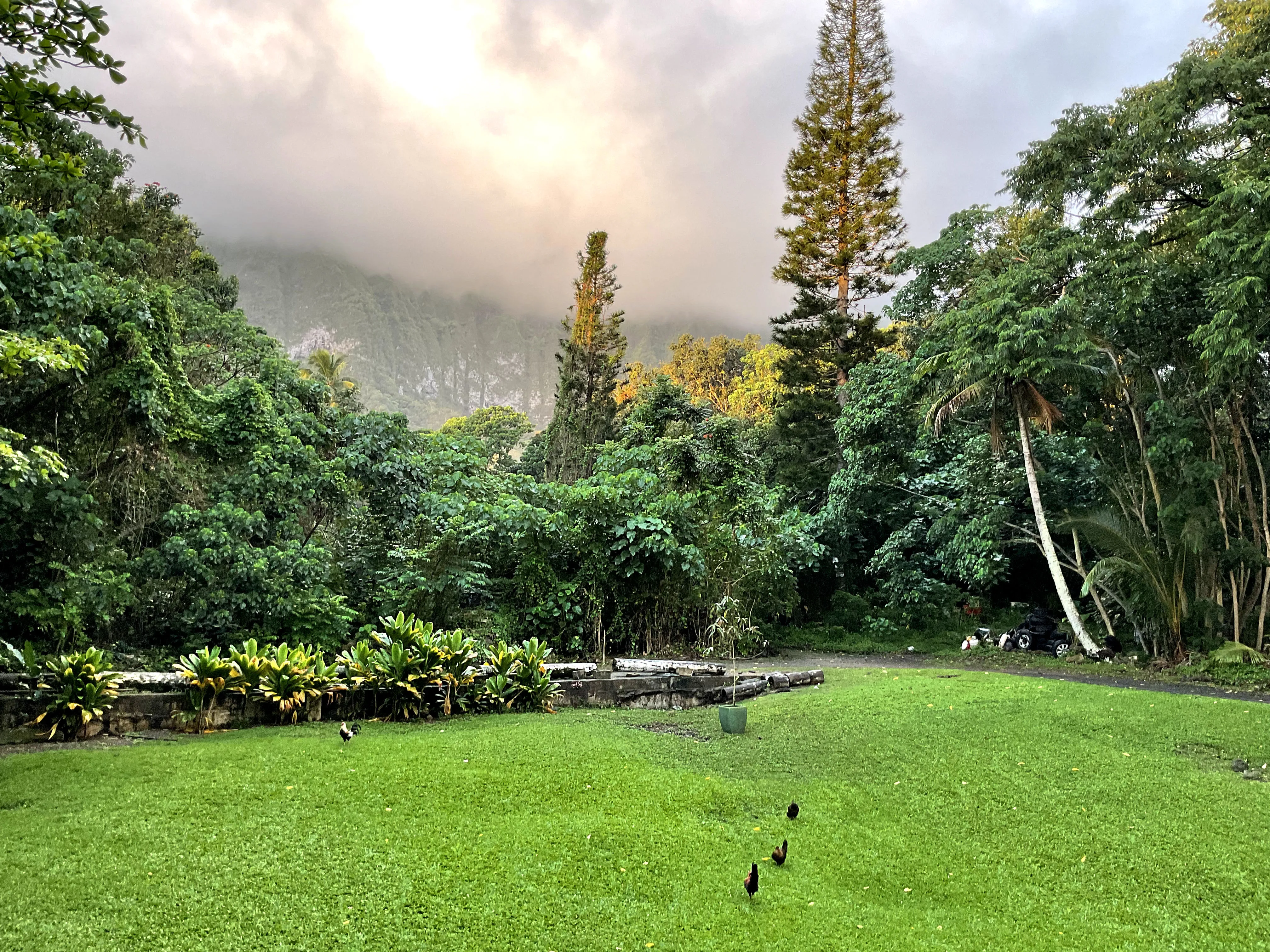 Beautiful mountains and trees with low clouds and chickens on the grass in Hawaii.