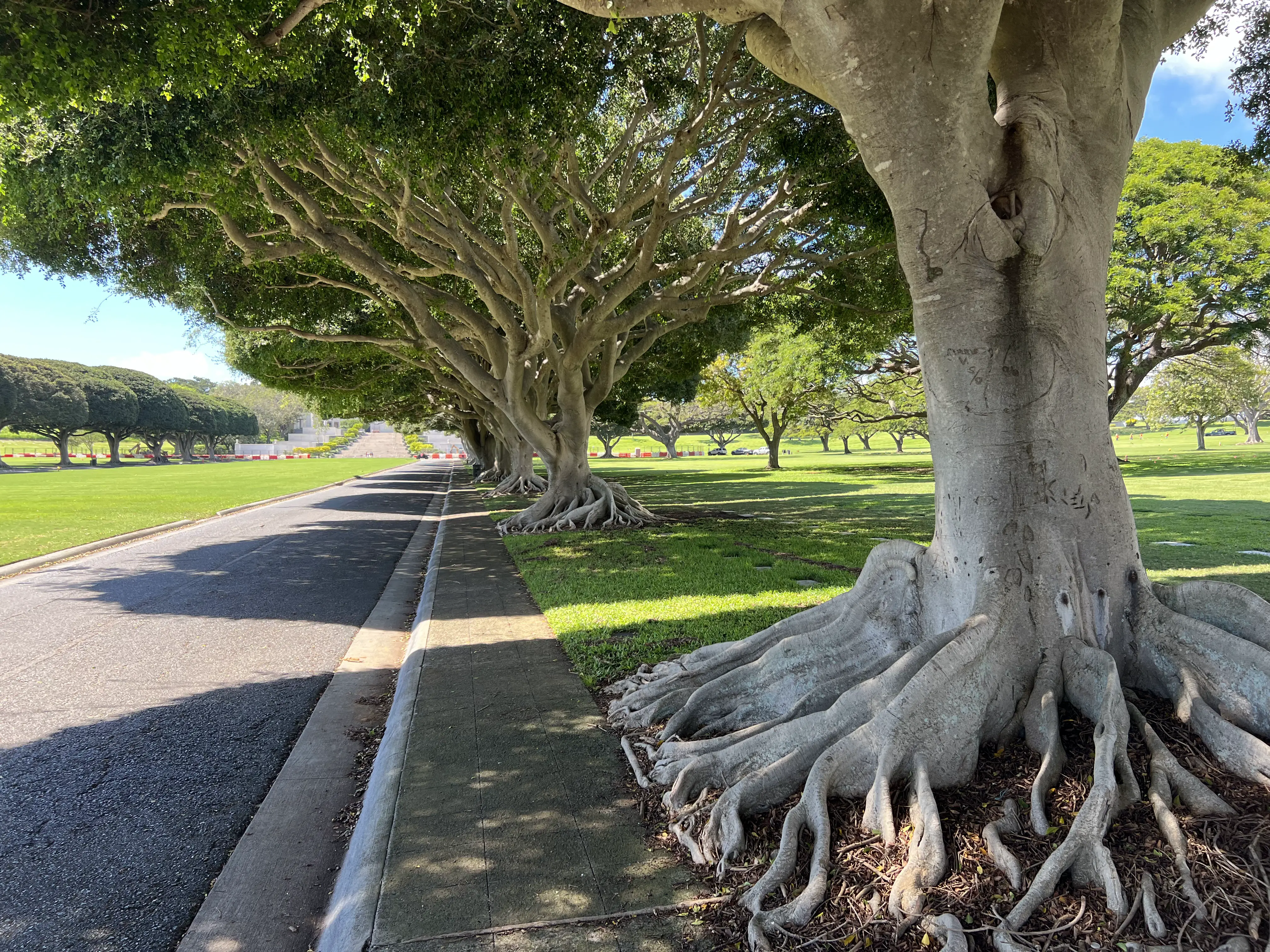 Tree line at cemetery at Honolulu Memorial.