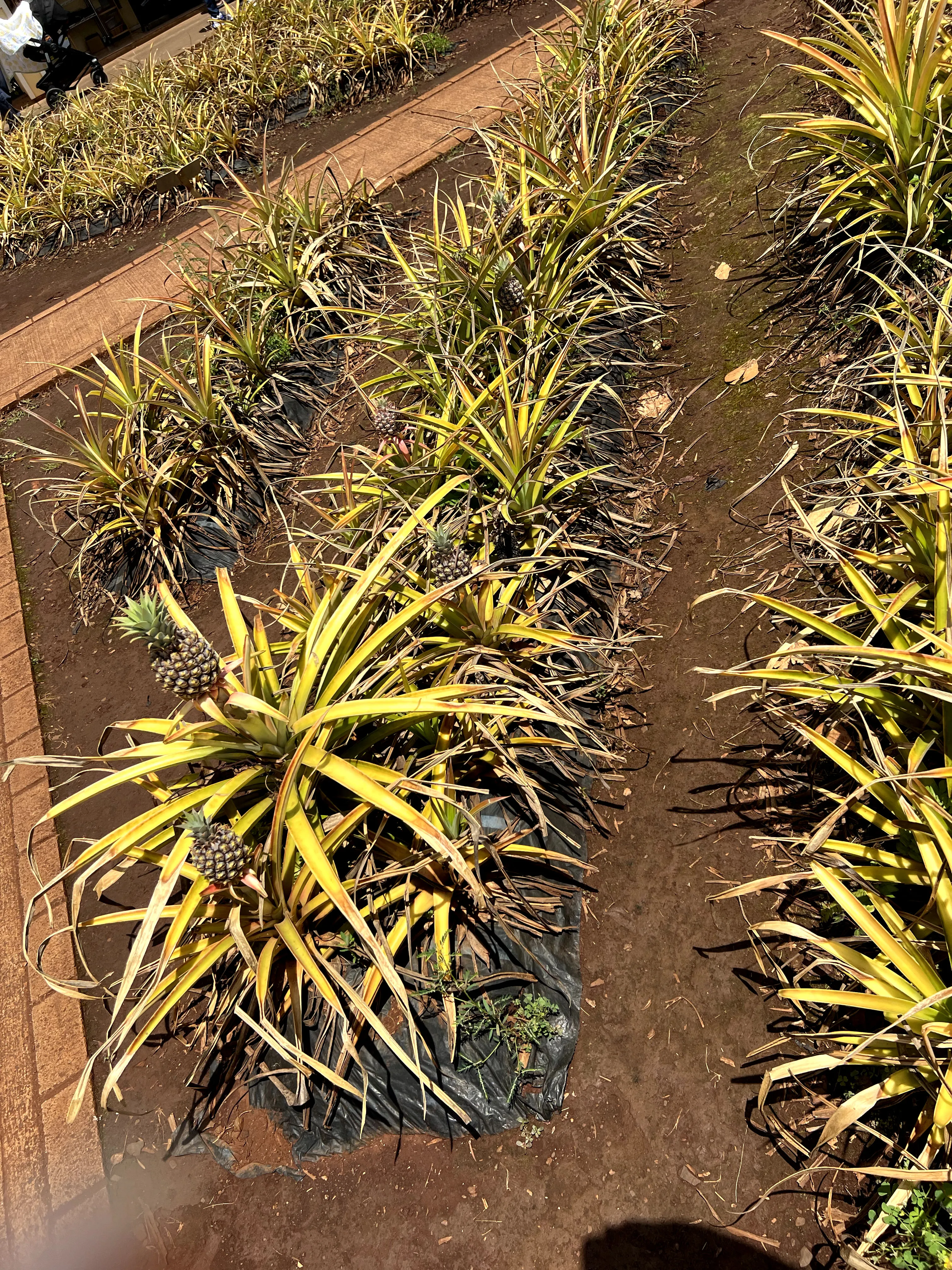 Pictures of pineapples at Dole Plantation in Hawaii. 