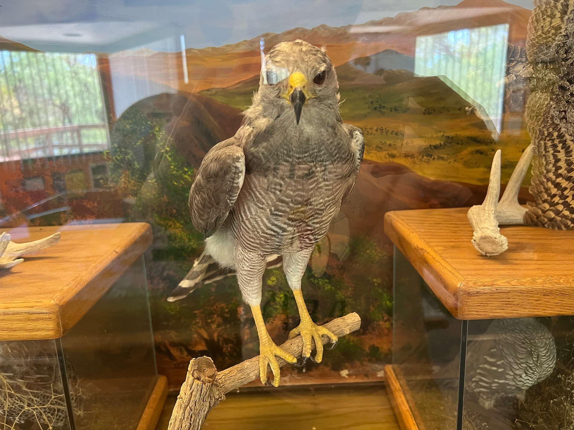 A taxidermy display of a large bird of prey, showcasing its detailed feathers and sharp talons. The bird has a mix of brown, white, and reddish plumage, with a hooked beak, typical of raptors. The exhibit provides a closer view of the bird's physical characteristics, allowing for educational observation.