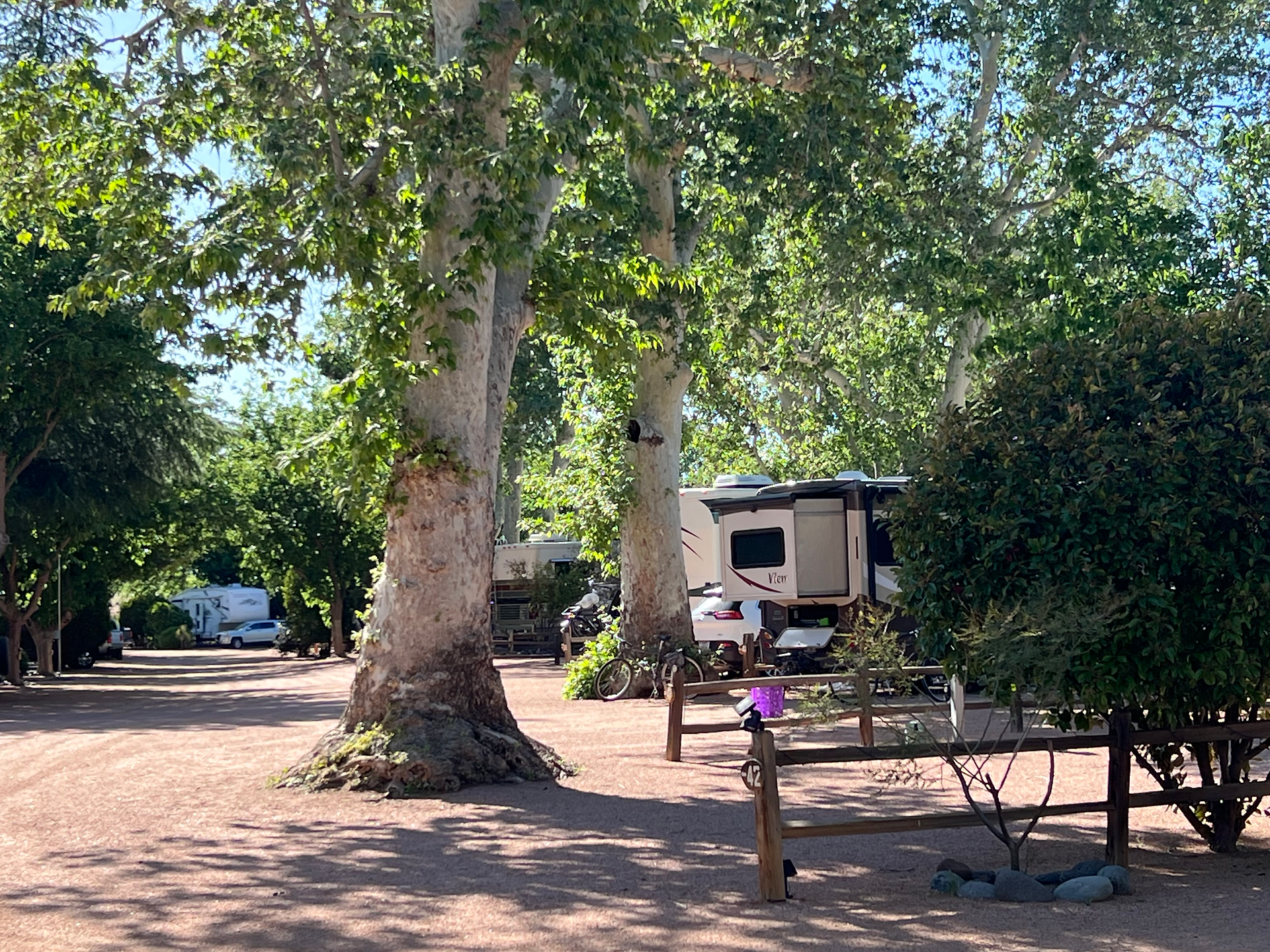 Large trees with RV's and dirt road at RV park.