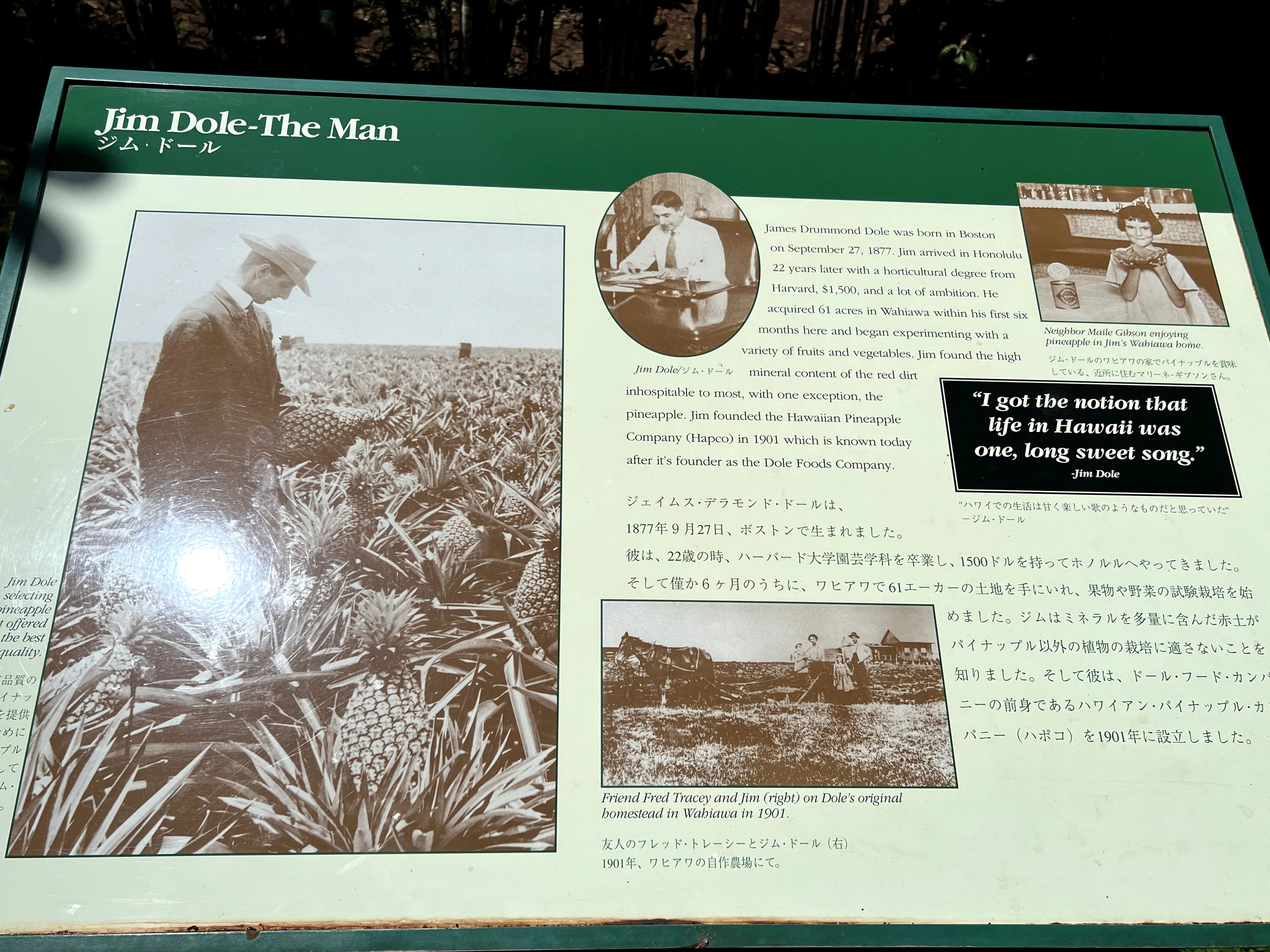 History of pineapples at Dole Plantation in Hawaii. 