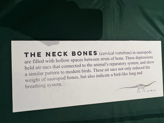 A museum information card titled “The Neck Bones” displayed on a green surface. The sign explains that sauropod neck vertebrae were filled with hollow spaces containing air sacs connected to the respiratory system, similar to modern birds. These air sacs reduced bone weight and suggest that sauropods had a bird-like lung and breathing system. A small illustration of a long-necked sauropod appears in the lower right corner.