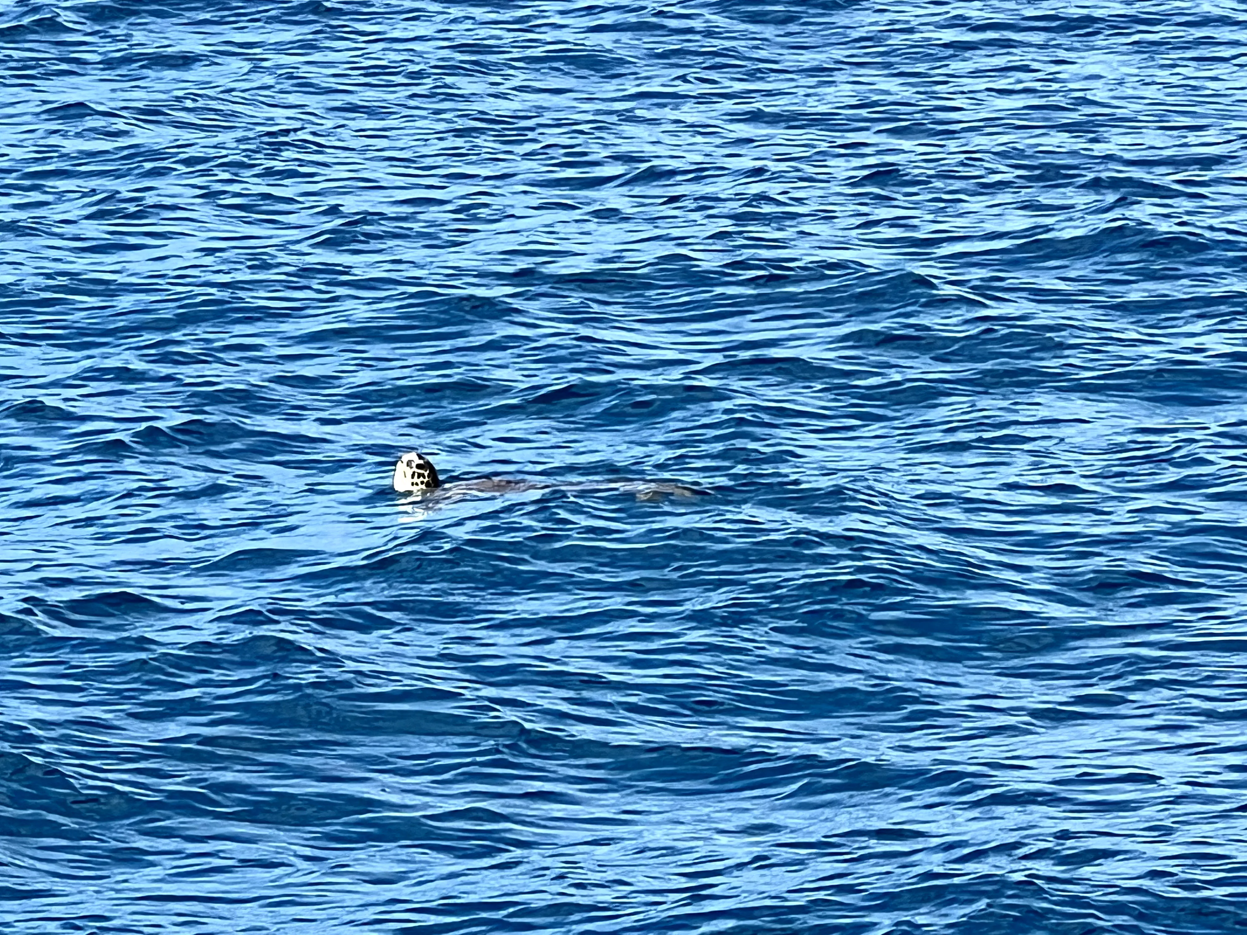 Sea turtle in ocean while snorkeling in Hawaii, Ko Olina Ocean Adventures.