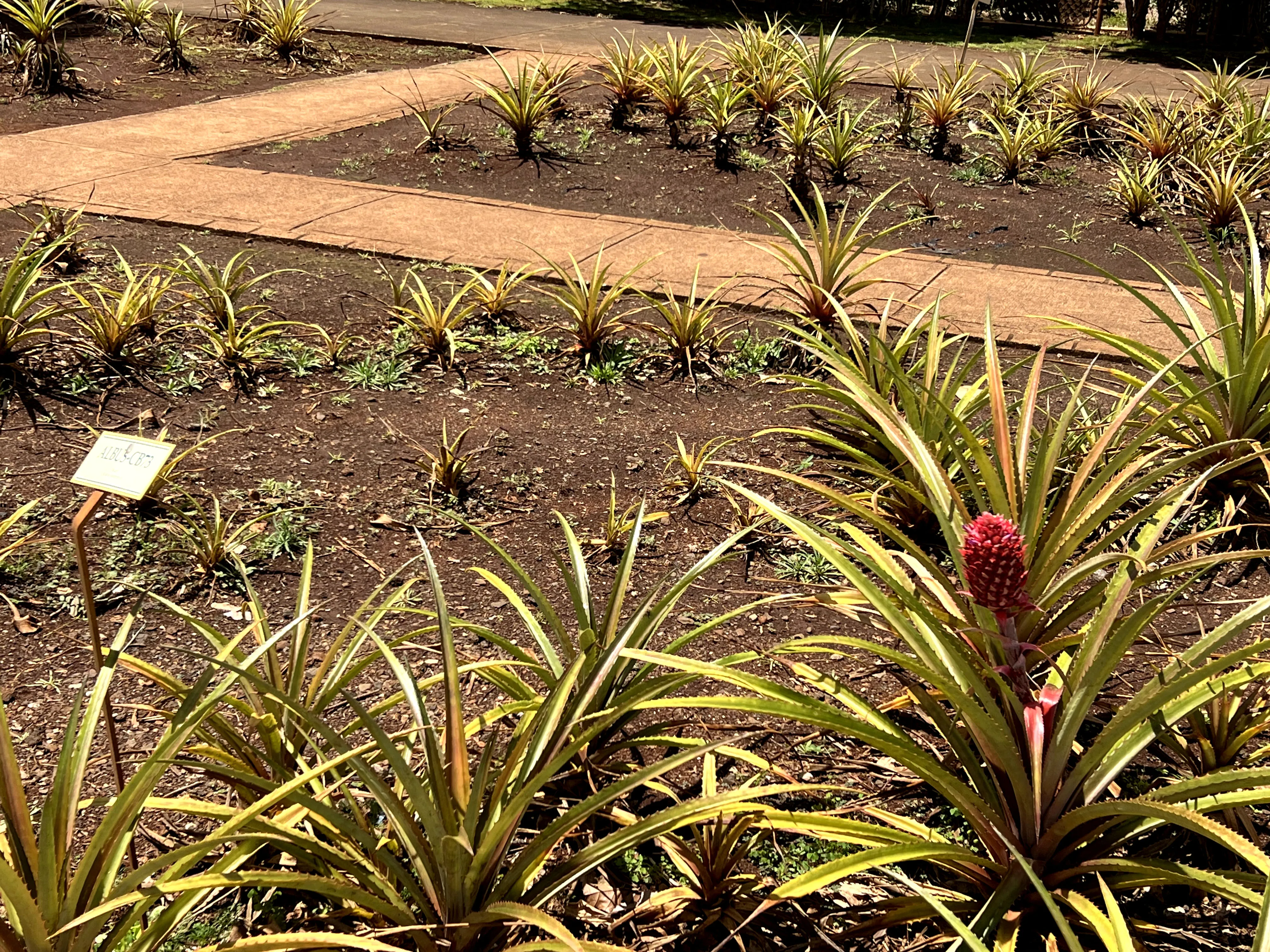 Pineapples growing at Dole Plantation in Hawaii. 