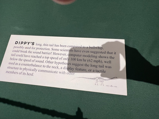 A museum information card on a green display table titled “Dippy’s Tail.” The sign explains that Dippy’s long, thin tail has been compared to a bullwhip, possibly used for protection or communication. Some scientists once theorized it could break the sound barrier, but computer modeling suggests it could reach speeds of about 100 km/h (62 mph). Other theories propose the tail served as a counterbalance, display feature, or tactile communication tool among herd members.