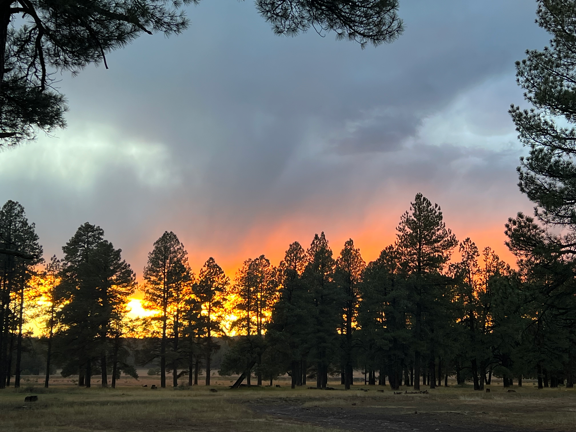 A beautiful grey, pink, orange, and yellow sunset behind pine trees.