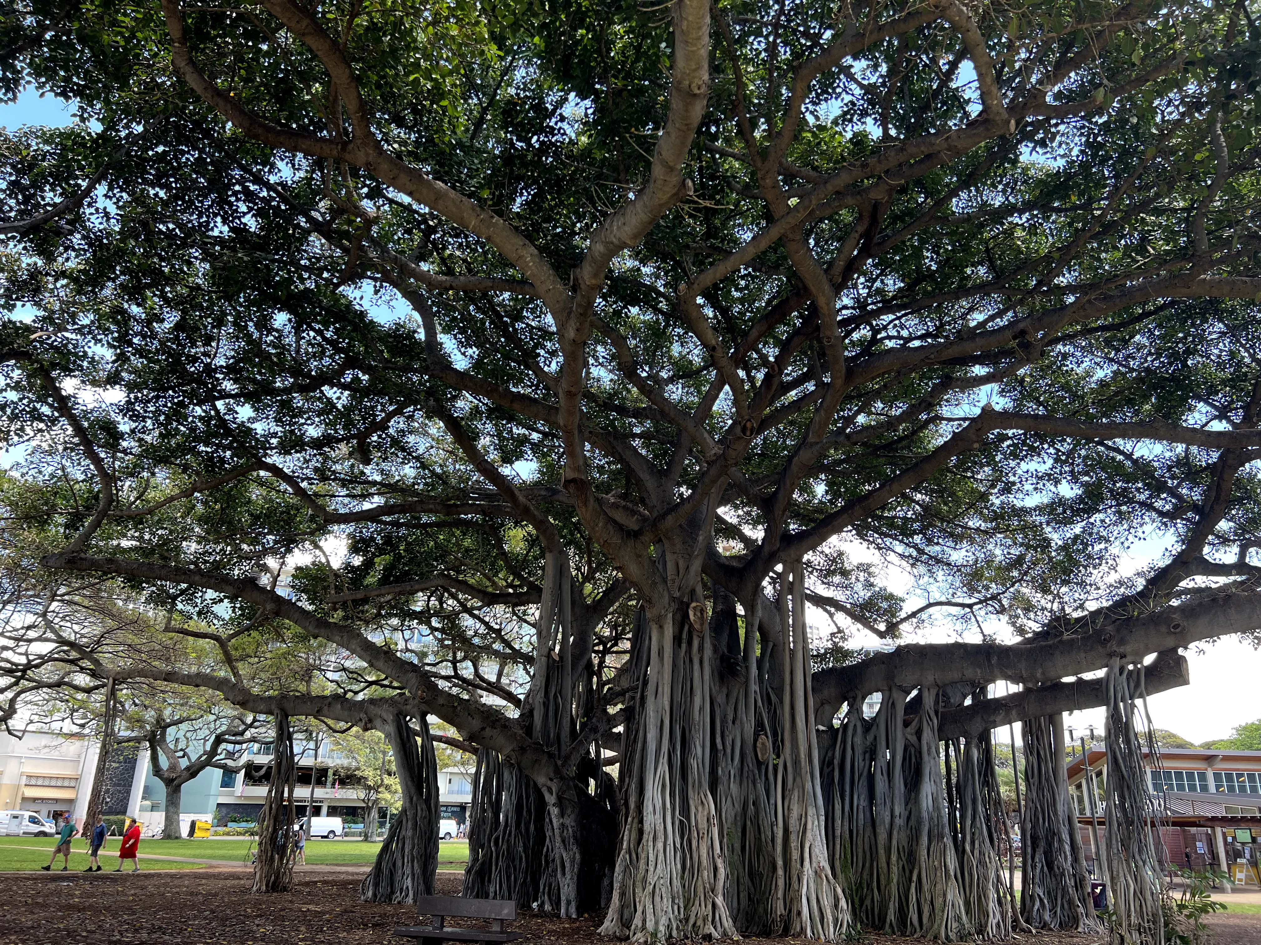 Crazy trees in Hawaii park. 