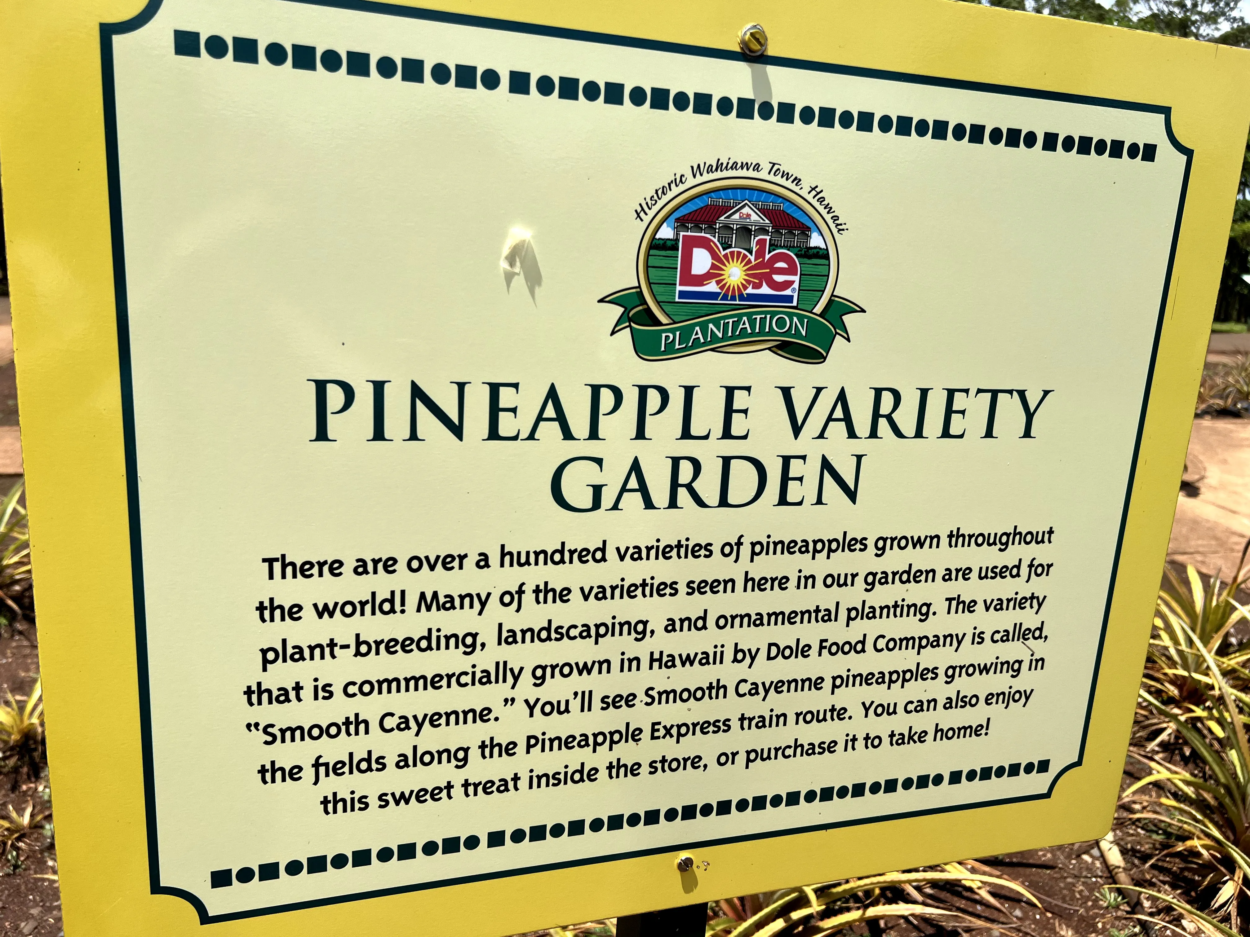 Different varieties of pineapples, at Dole Plantation in Hawaii. 