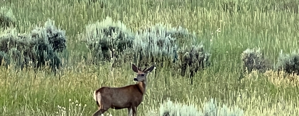 A deer standing in a grassy field at Lake Pueblo State Park, surrounded by various bushes and tall grasses. The natural setting highlights the park's wildlife and serene environment.