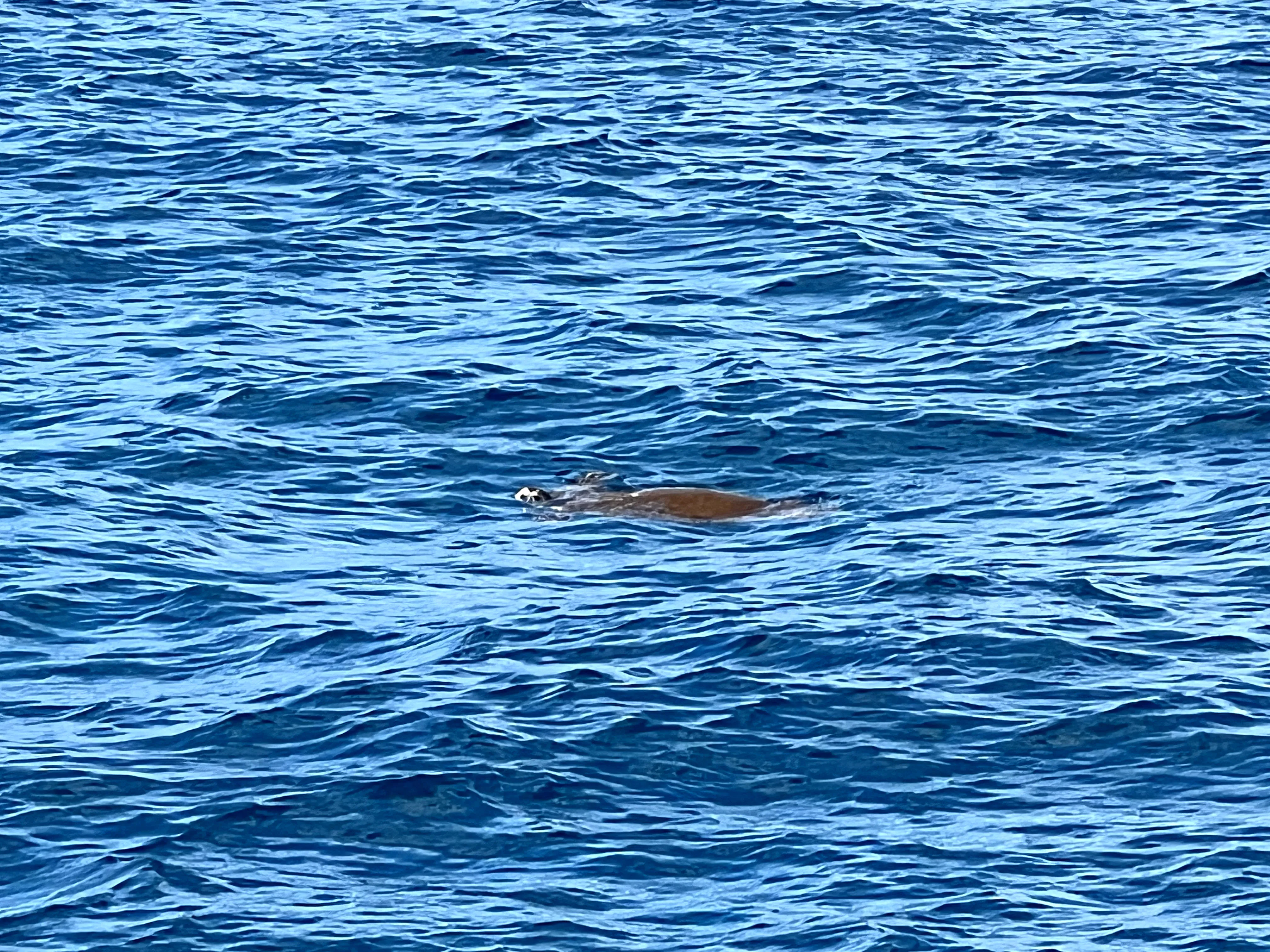 Sea turtle in ocean, off of boat, while snorkeling in Hawaii, Ko Olina Ocean Adventures.
