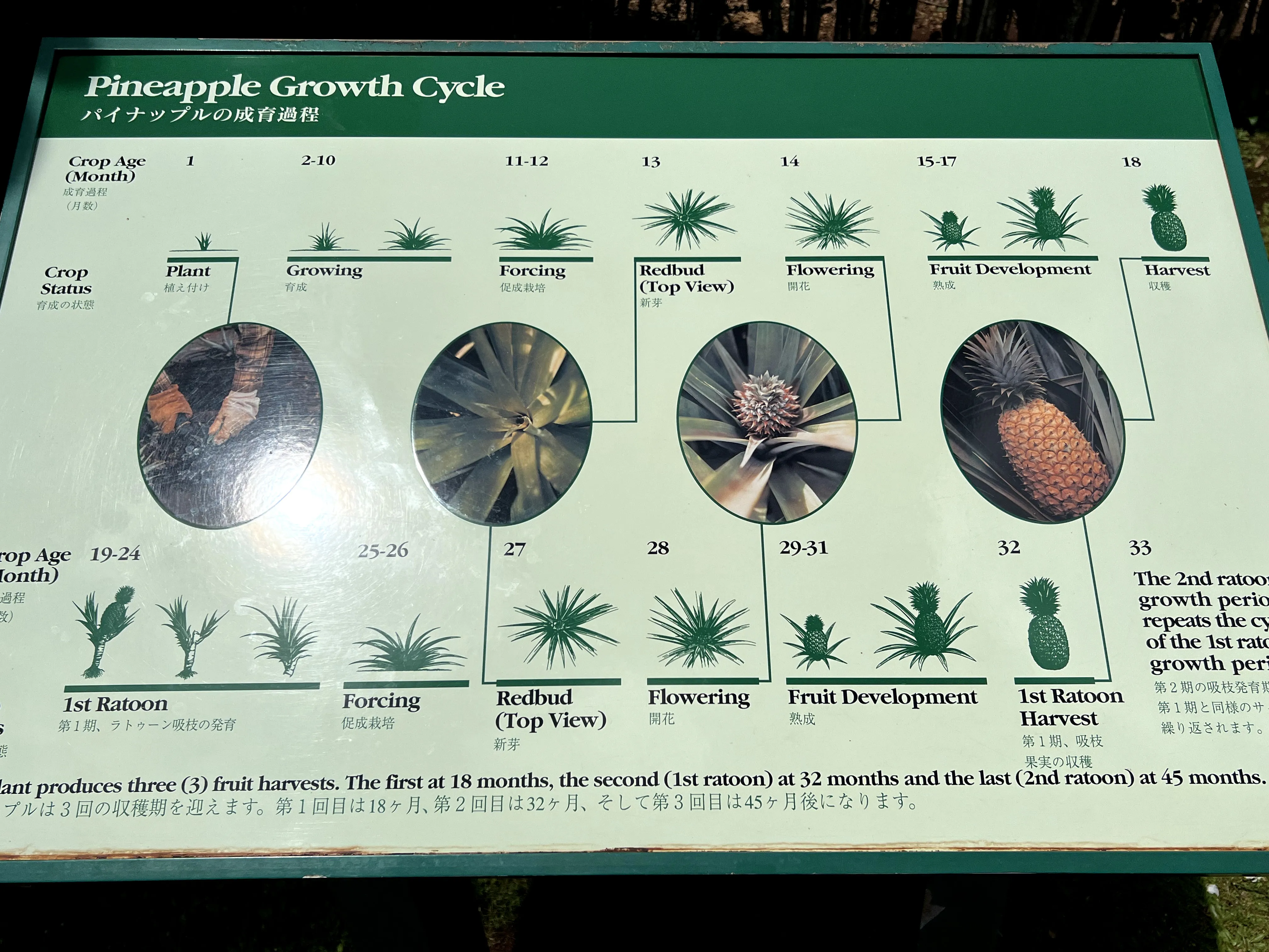 Growth of different pineapples, at Dole Plantation in Hawaii. 