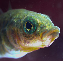 eye 2.jpg