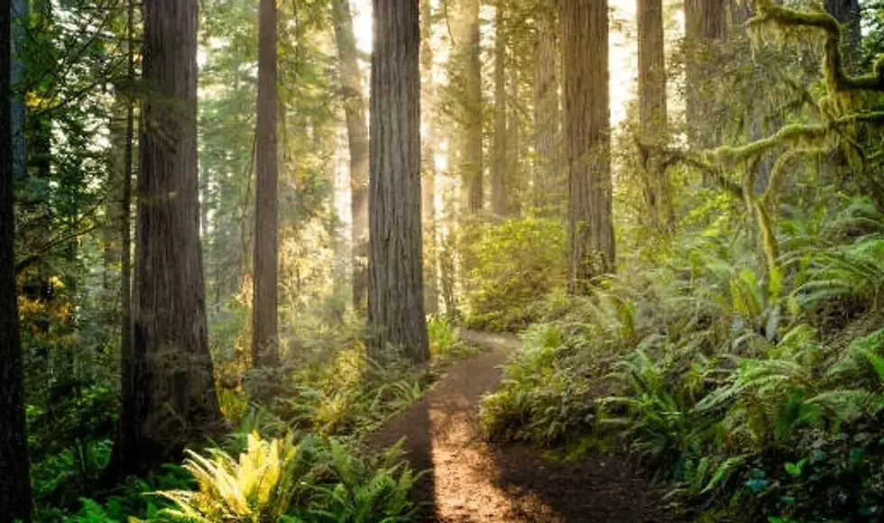 rs=w_1240,h_620,cg_true (3).webp