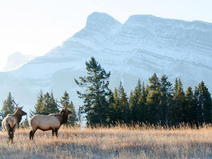 In the foreground there are two caribou standing in a field of tall brown grass. Behind them there is a line of pine trees. In the background there is a mountain covered by a slight fog.