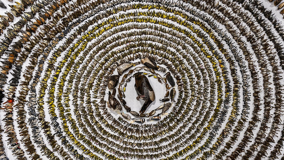 Thousands of dead birds laying arranged in a circle