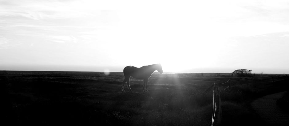 Canicule : qui doit protéger le cheval, et comment ?