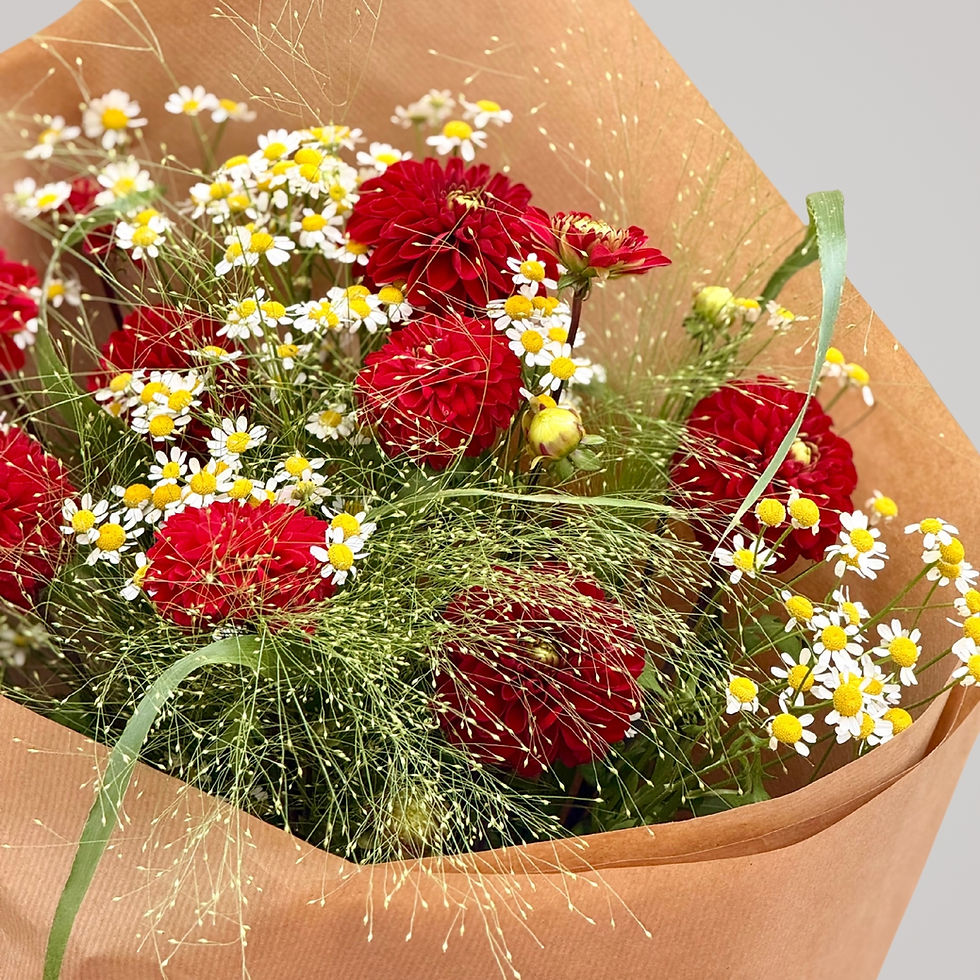 Sommerbuket med røde georginer, hvide kamilleblomster og naturlig kraftpapirindpakning.