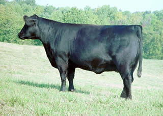 ROWE MS TINA 84KFH