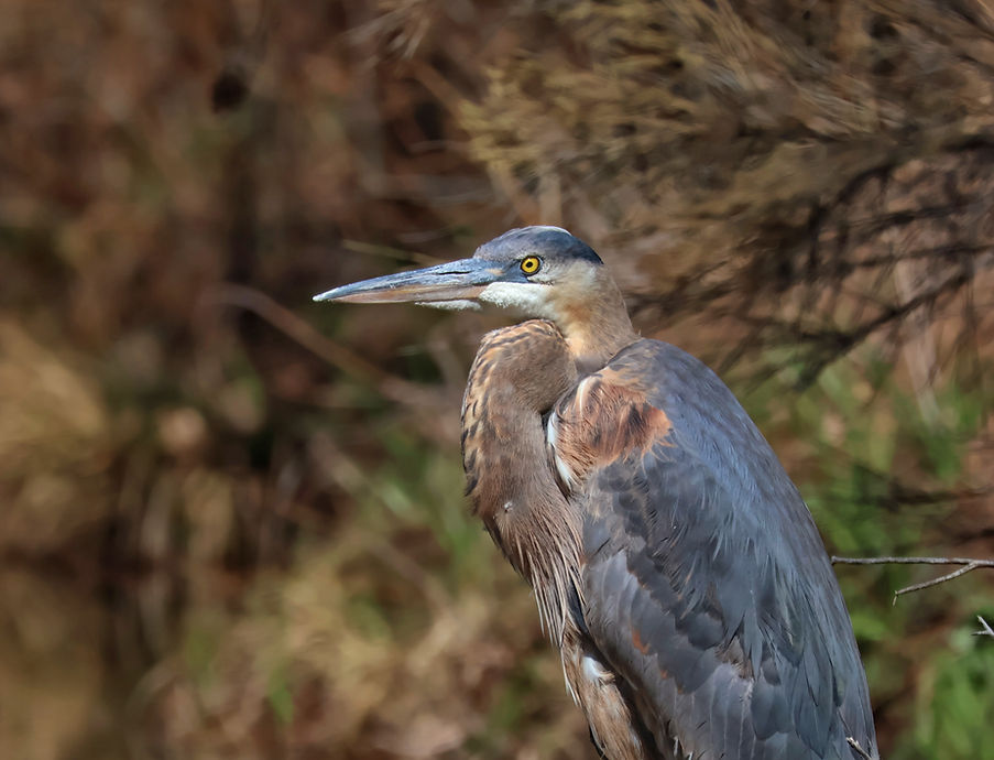 Grear Blue Herron Verdi River 032225.jpg