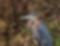 Grear Blue Herron Verdi River 032225.jpg