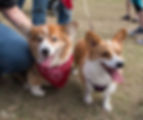 corgis.jpeg