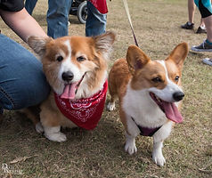 corgis.jpeg