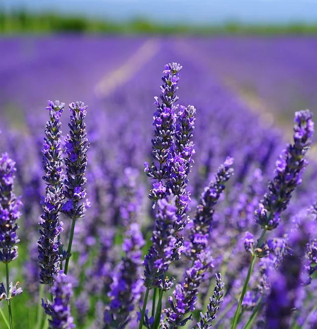 Chell Hill Lavender Farm Chell Hill Lavender Farm
