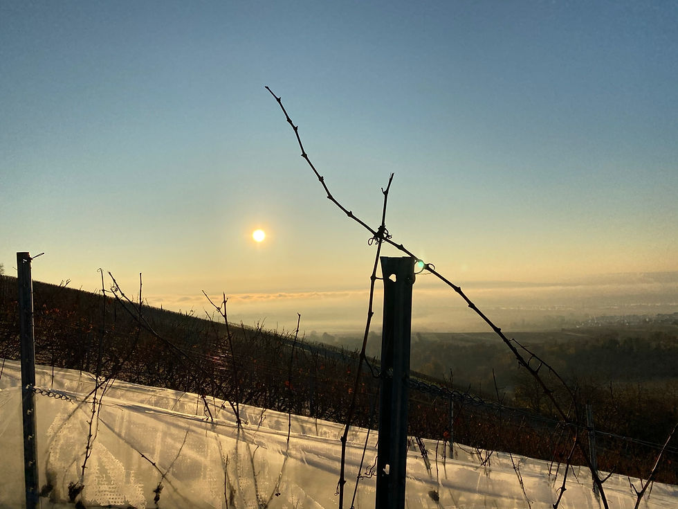Miniaturbild: 2022 Riesling Eiswein edelsüss