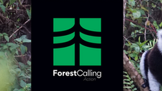 Forest Calling