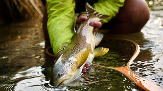 Bow River Fly fishing