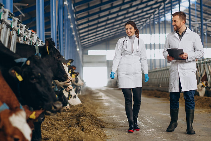 veterinary-farm-walking-cowshed-checking-cows (1).jpg