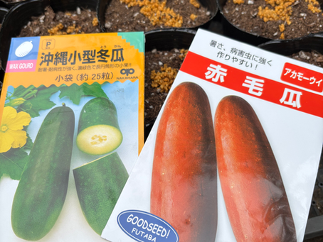種まき