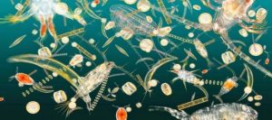 Plankton