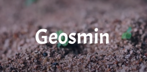 geosmin