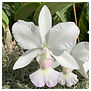 Cattleya walkeriana albescens Denise Cavasini.jpg
