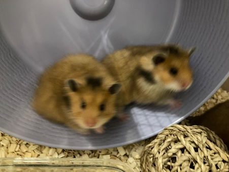 Fler Rodipet-hjul till HofS!