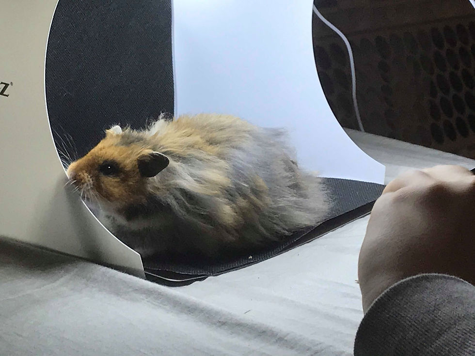 Geb, en mörk normalfärgad långhårig guldhamster, under en fotografering