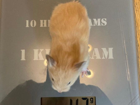 Varför ska man väga sin hamster?