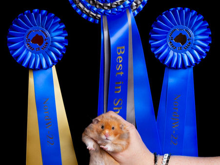 Så var Nordic Hamstershow 2022