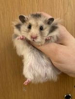 Purre har hittat hem!