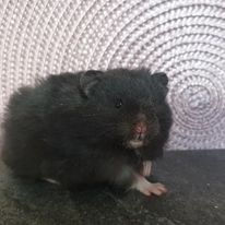 Planerade parningar-sidan är uppdaterad!