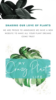 MCPL New Site Story (1).png