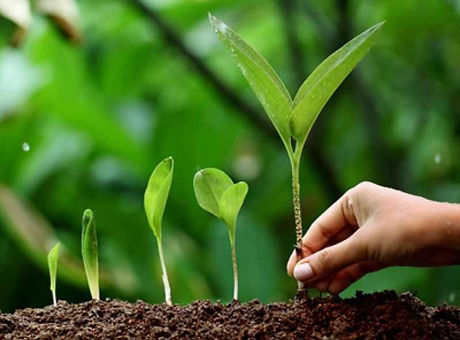 Plant.jpg