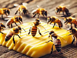 Workshop "Lesson from the Bee" Der Bienentanz!