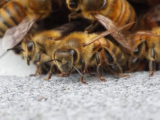 Workshop "Lesson from the Bee" Der Schwarm!
