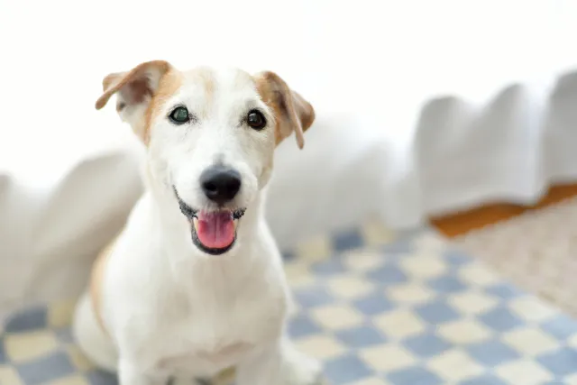 健康な犬