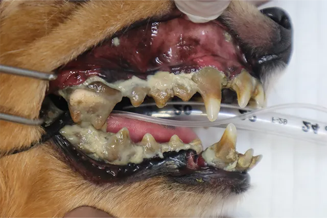 重度歯周病の犬の歯